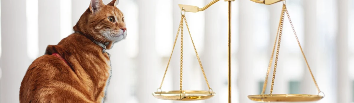 Nueva Ley de Protección, derechos y bienestar animal