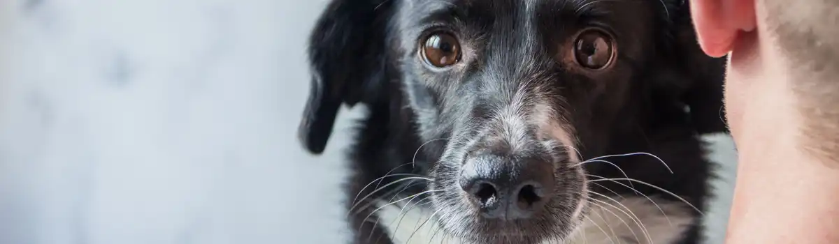 Separación o divorcio ¿Quién se queda con la mascota?